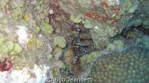 Pair of banded coarl shrimp by Bob Jeannetti 